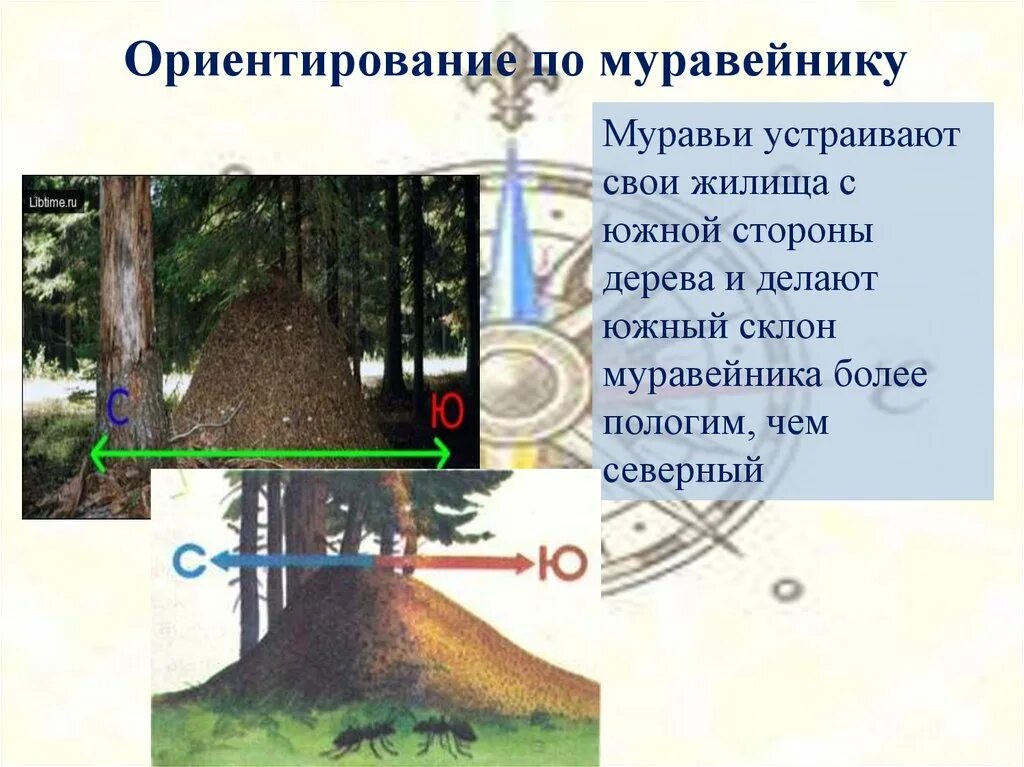 Сторона муравейника. Ориентирование по муравейнику. Ориентирование на местности по муравейнику. Ориентирование по муравейнику в лесу. Способ ориентирования на местности по муравейнику.