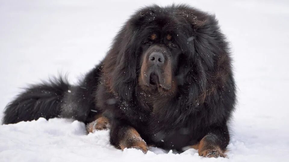 древняя собака тибета 6 букв