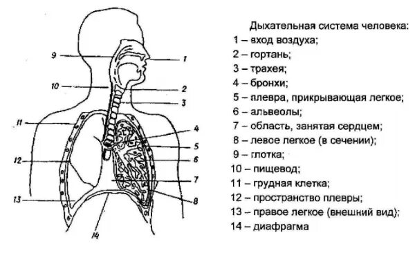 Разветвленное строение в дыхательной системе имеет. Органы дыхательной системы схема. схема дыхательной системы человека 8 класс. строение дыхательной системы человека рисунок. строение дыхательной системы человека схема с подписями.