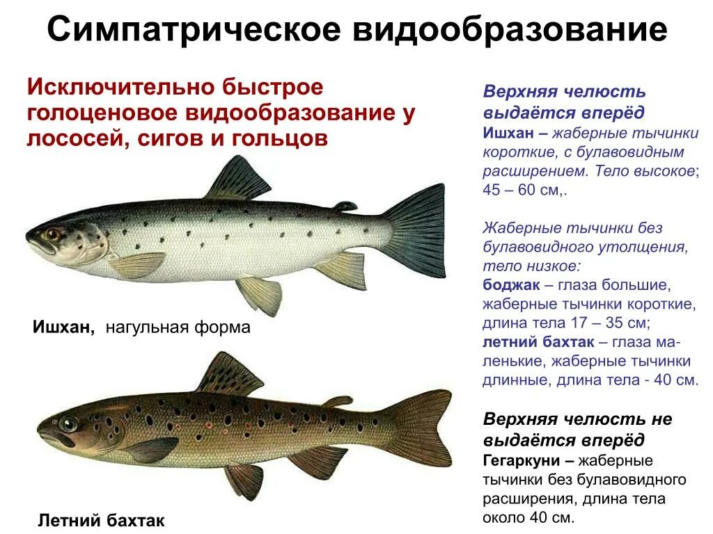 Примером экологического видообразования является
