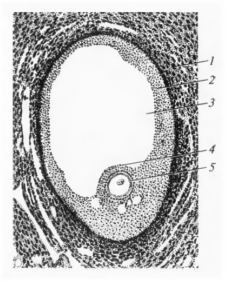 Граафов пузырек яичника. Граафов пузырек анатомия. Граафов пузырек гистология. Граафов пузырек строение. Граафов пузырь строение.
