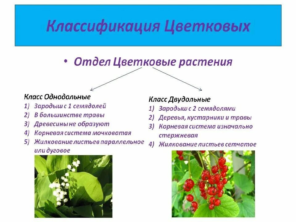 К покрытосеменным также относятся. Отдел цветковые класс двудольные семейство. Отдел покрытосеменных (цветковых)растений. Систематика Однодольные двудольные цветковые. Семейства покрытосеменных двудольных растений.