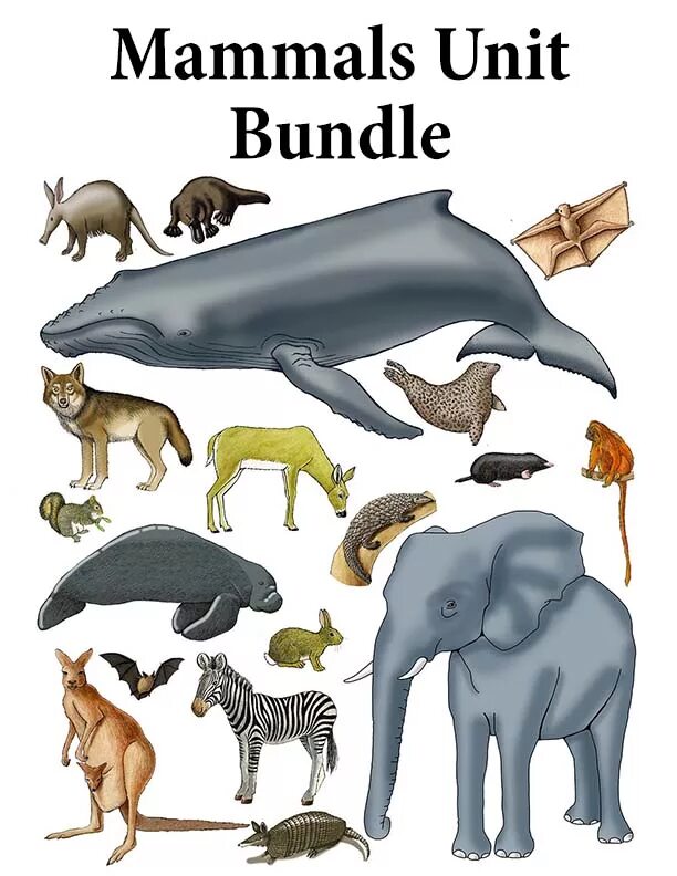 Mammal animals. Плакат. млекопитающие. mammals animals. млекопитающие для детей. features of mammals.