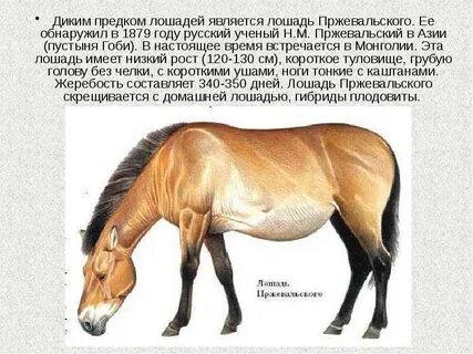 Биологический регресс лошадь пржевальского