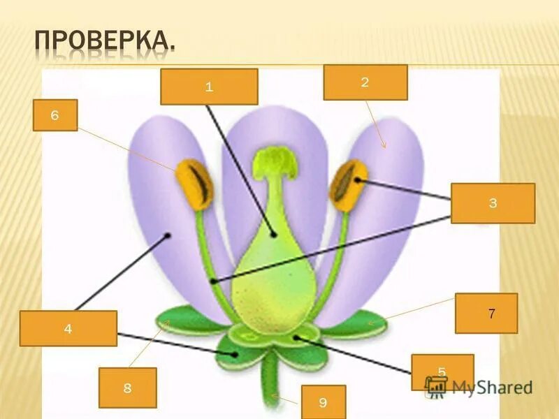 Вывод строение цветка. Строение CL. Строение цветка орхидеи. Вывод по теме строение цветка. Тела растений имеет строение