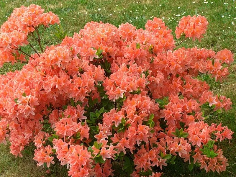 Название цветущих кустарников все лето. Рододендрон японский листопадный.