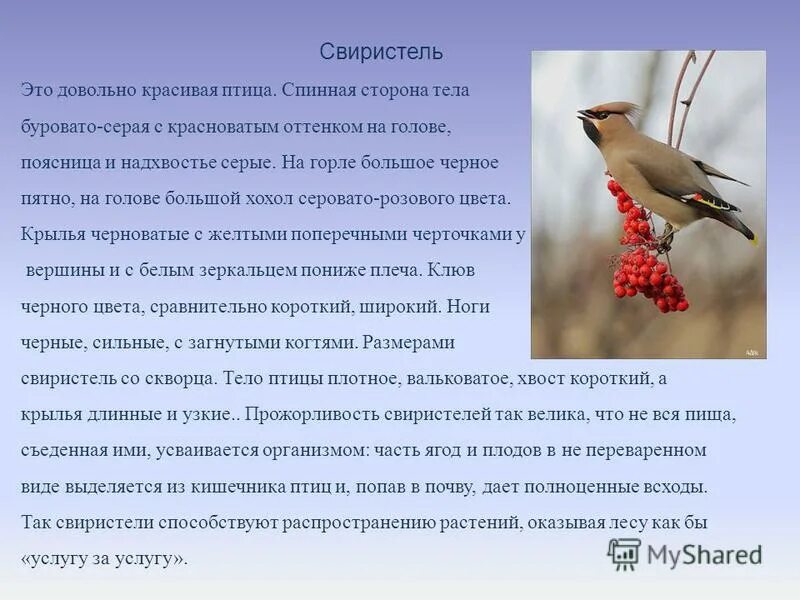 свиристель краткое описание. Cdbhncntkm род существительного. птиц не существует. костюм птички свиристели. свиристель склонение.