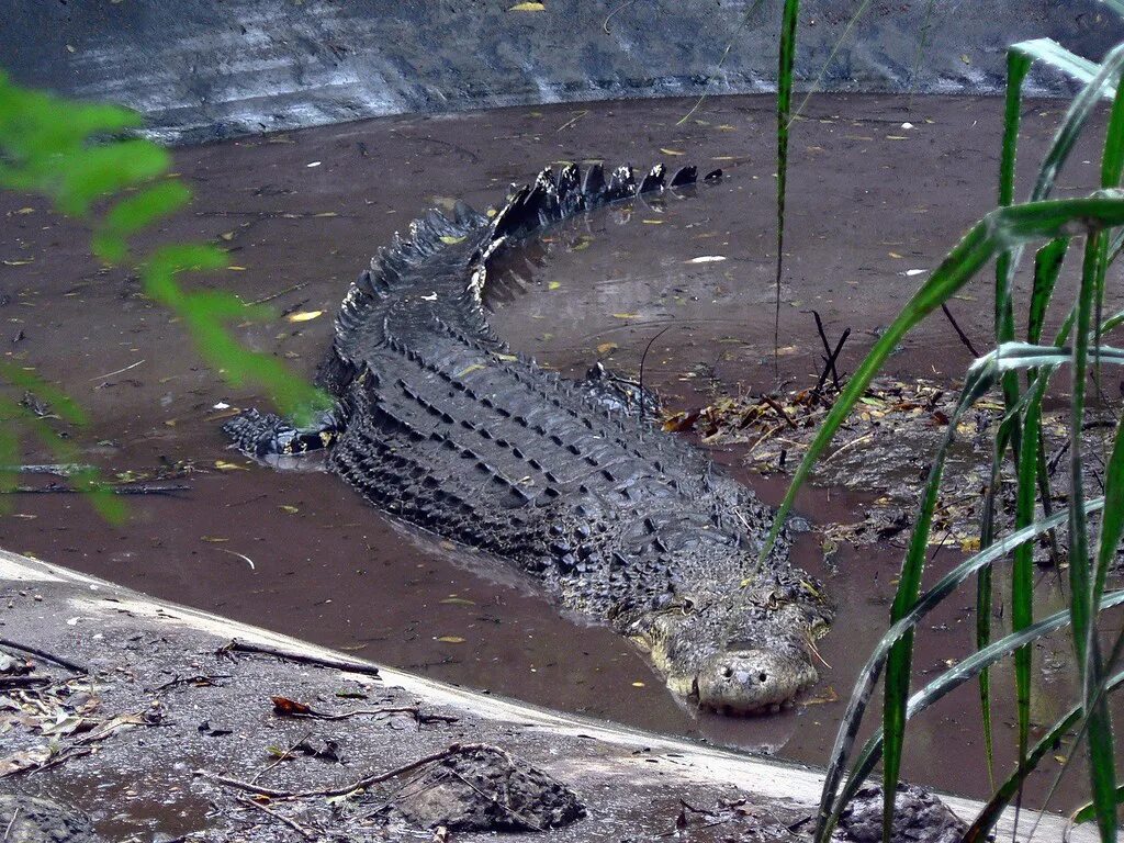 Самый большой аллигатор. Гигантский гребнистый крокодил людоед. Гребнистый крокодил. Гребнистый крокодил самый большой. Гребнистые крокодилы-людоеды.