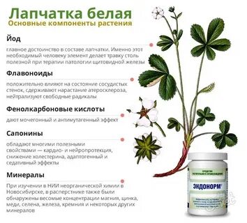 Лапчатка щитовидная железа