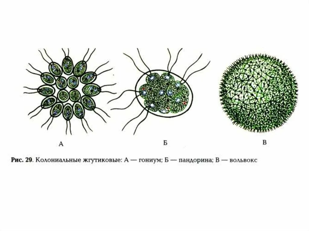 Вольвокс относится к. Вольвокс жгутиковые. Колониальные жгутиконосцы вольвокс. 10. Колониальные водоросли (вольвокс). Зооиды у вольвокса.