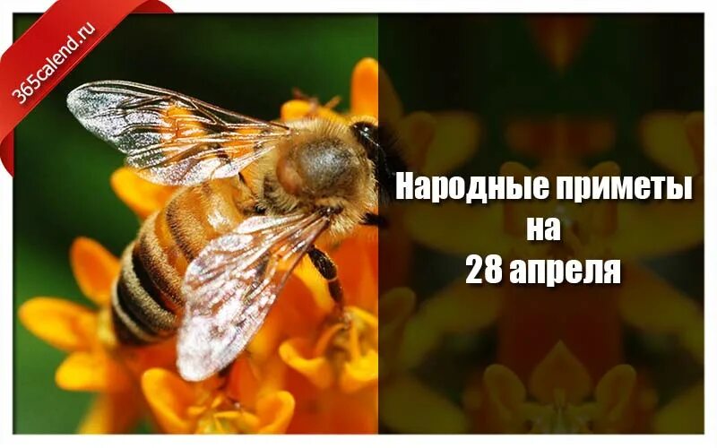 Приметы на 4 апреля 2025. Народные приметы на 28 апреля. пудов день 28 апреля. народный праздник пудов день. пудов день народный календарь.