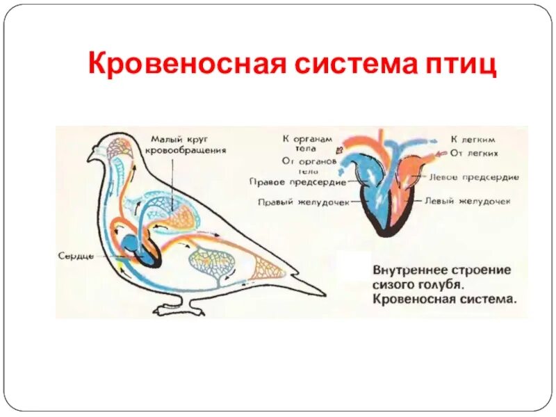 Особенности строения кровеносной системы птиц. Кровеносная система птиц 7 класс биология. Кровеносная система птиц 7 класс схема. Кровеносная система голубя.