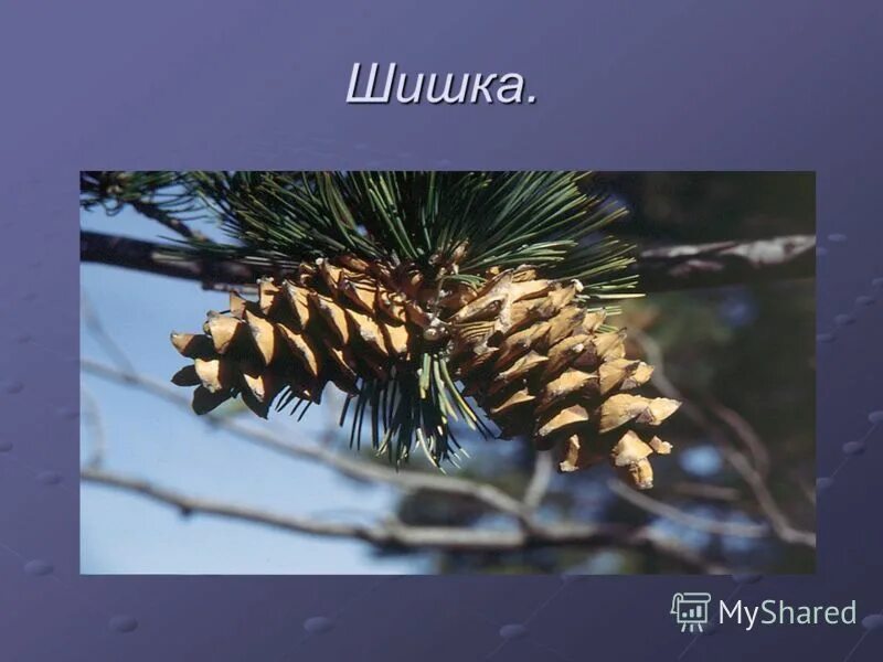Голосеменные растения или хвойные. Голосеменные сосна обыкновенная. Отдел хвойные или голосеменные. Отдел голосеменные хвойные. Голосеменные растения оренбуржья.