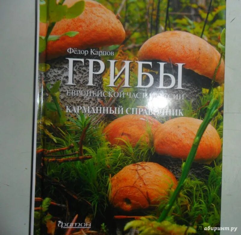 Большая иллюстрированная энциклопедия грибы России. Карманный справочник грибника. Книга фото грибы. Грибы иллюстрированная энциклопедия собираем и готовим.