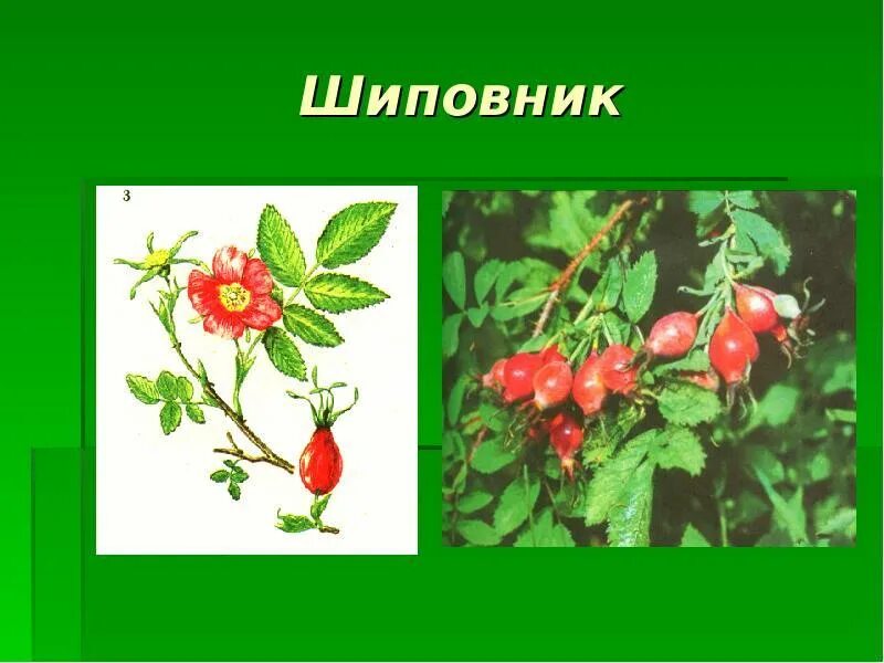 Лекарственные растения Тувы. "Шиповник". #Тес_Хем #Культура #Библиотека.. 2021 А