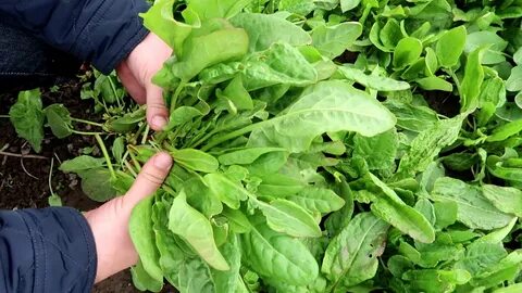 Собирая щавель ребята оказались огэ