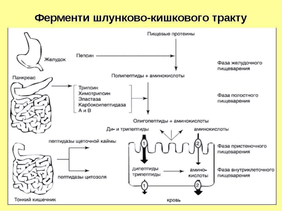 Где расщепление белков. Схема расщепления белков. Расщепление белков пищи. Расщепление в пищеварительном тракте. Расщепление в тонком кишечнике.