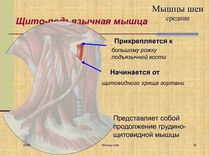 Грудино подъязычная функция