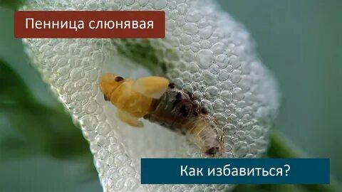 Слюни на иве