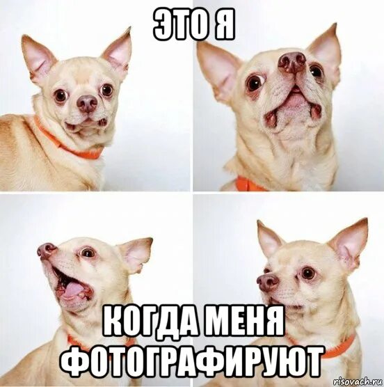 Чтобы ты меня сфоткала. Мем сфоткай меня с цветами. фотографирует мем. сфоткала мем. сфотографируй меня с цветами мем.