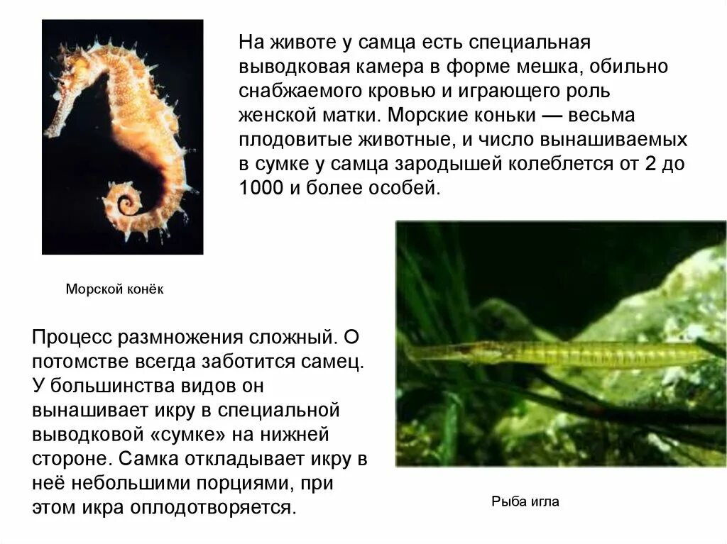 Морской конек для презентации. Морской конек. Морские коньки описание. Морской конек для презентации. Морские коньки описание.