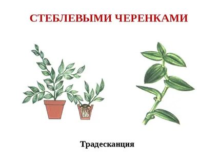 Как черенковать традесканцию