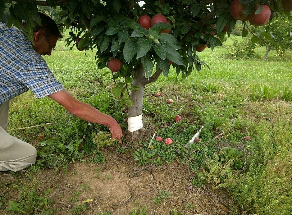 Можно ли поливать яблони. Укоренение черенков яблони. Дерево манго саженцы. Подкормка деревьев в саду. Саженцы фруктовых деревьев.