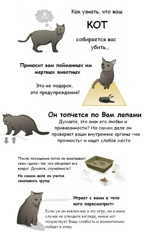 Пытаемся поймать кота. Как понять кота. Как понять что ваш кот. Как понять что кот вас любит. Как понять что хочет кот.