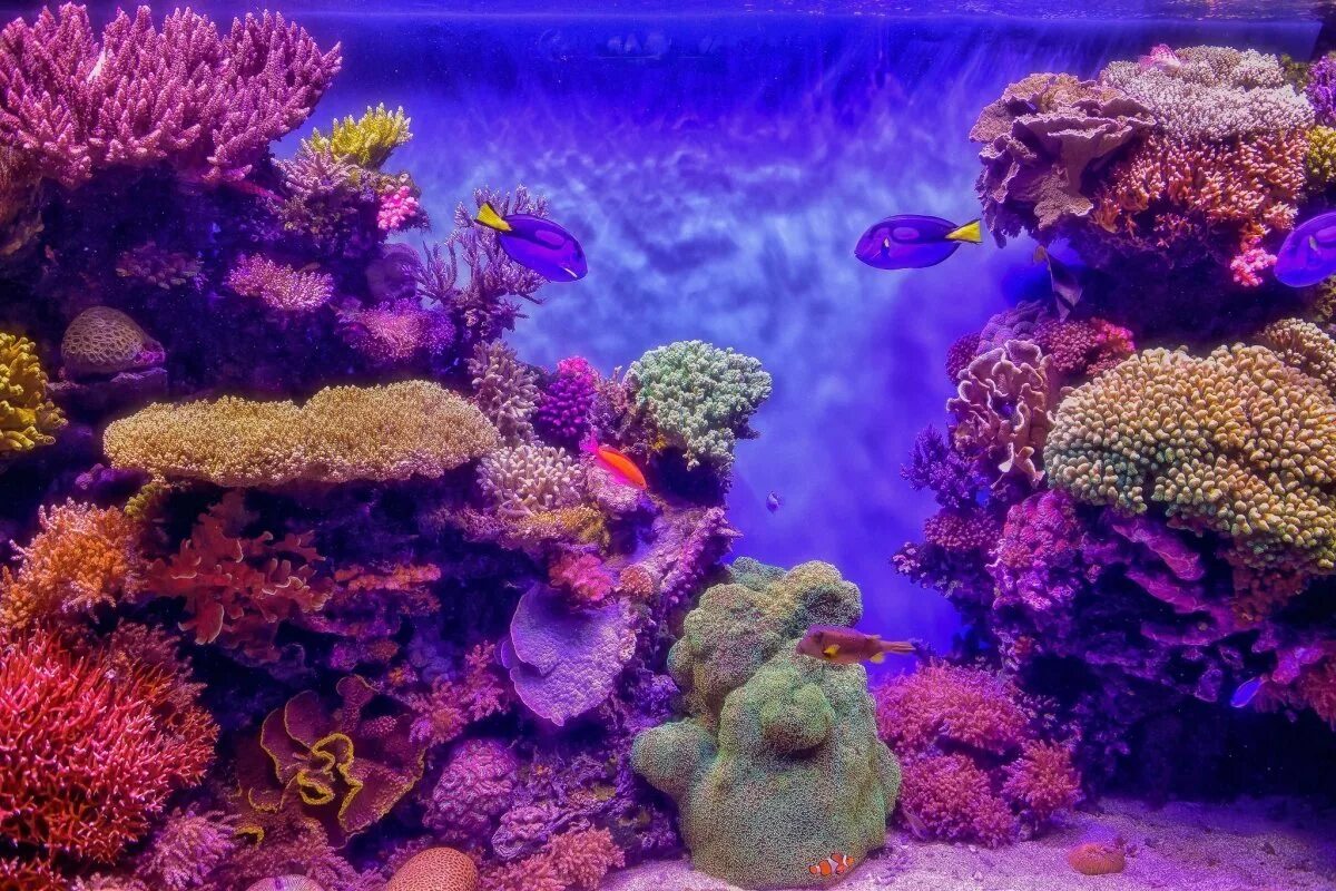 Живые организмы в аквариуме. Коралловый риф Акропора. Морские кораллы. Морское дно с кораллами. Подводный мир океана.