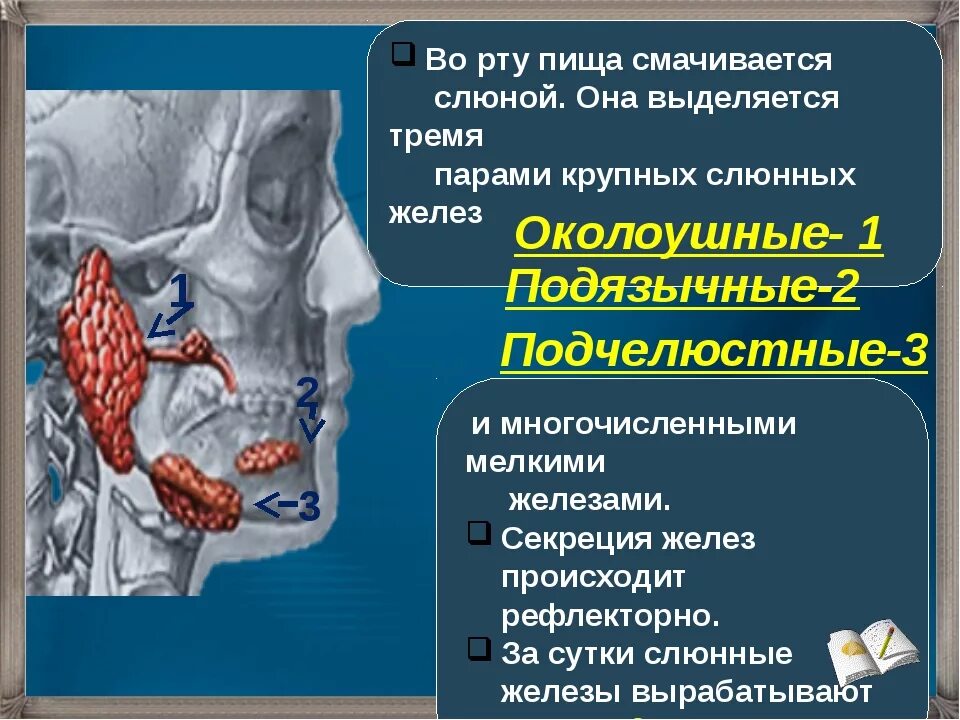 Как выделяется слюна