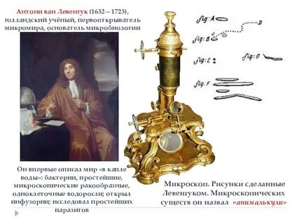 1 простейшие были открыты
