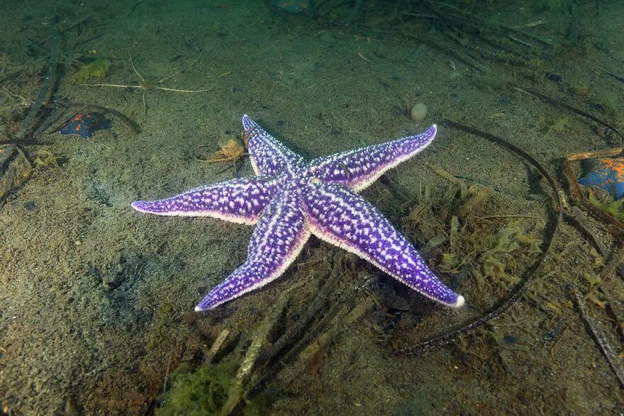 Какая звезда обитает в море. Амурская морская звезда (Asterias amurensis). Астерия Амурская морская звезда. Дальневосточный морской заповедник Амурская звезда. Asterina pectinifera.