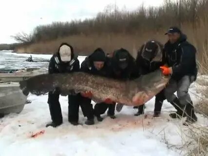 Год сома видео
