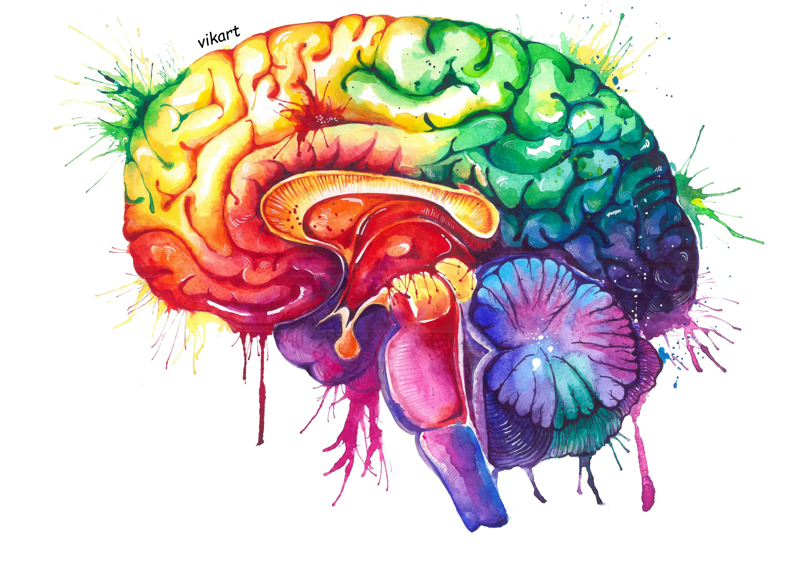 Разноцветный мозг. Мозг человека арт. Красивый мозг. Мозг рисунок. Brain rot