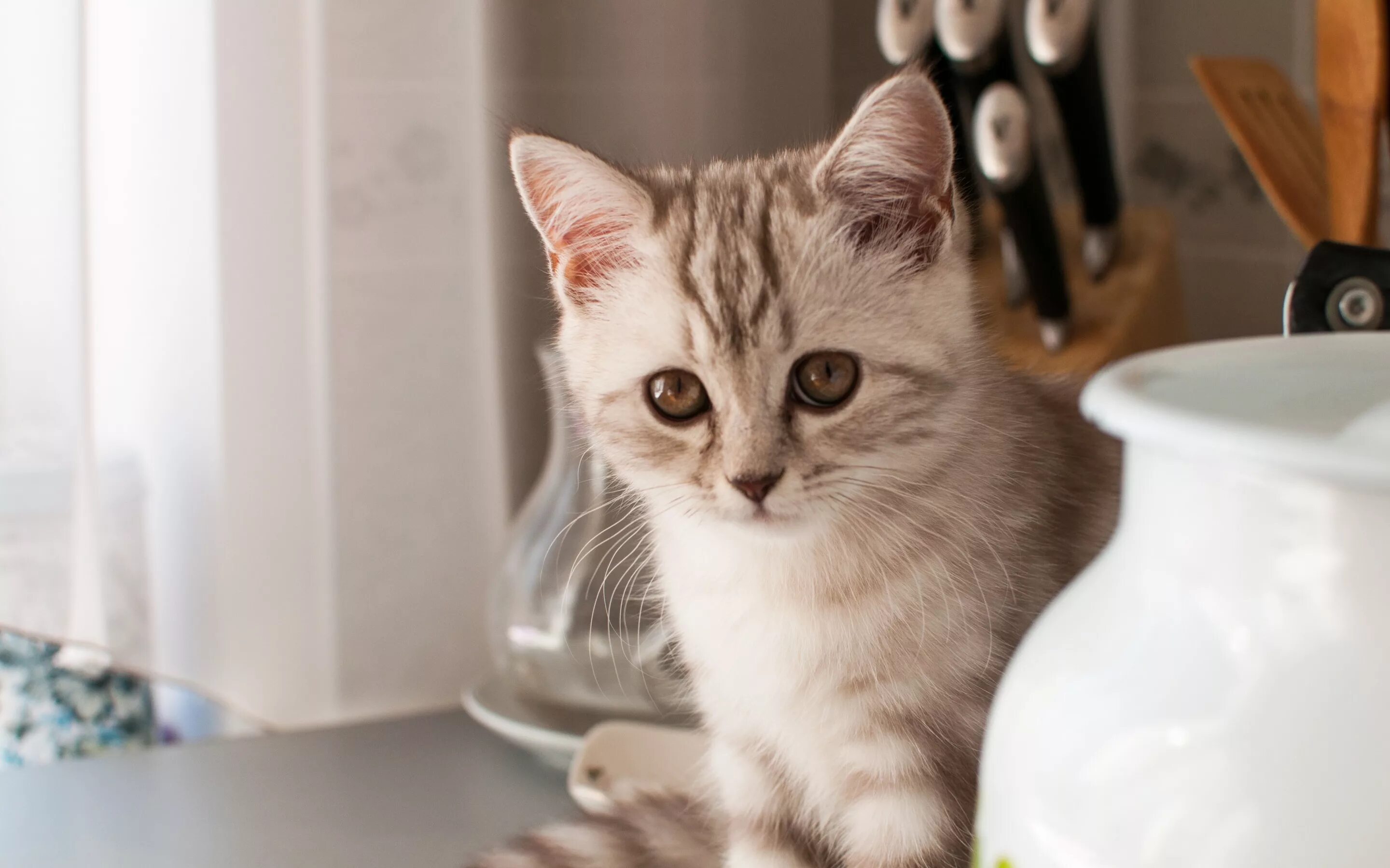 Cat cook. Little Gray Cat. Ekatze фото п п. Cat is Cooking.