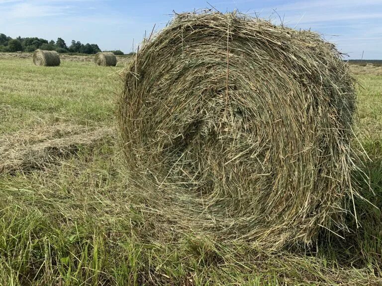 Сено в рулонах. Солома в мешках. Заготовка сена в рулонах. Сено в мешках. Рулон сена цена