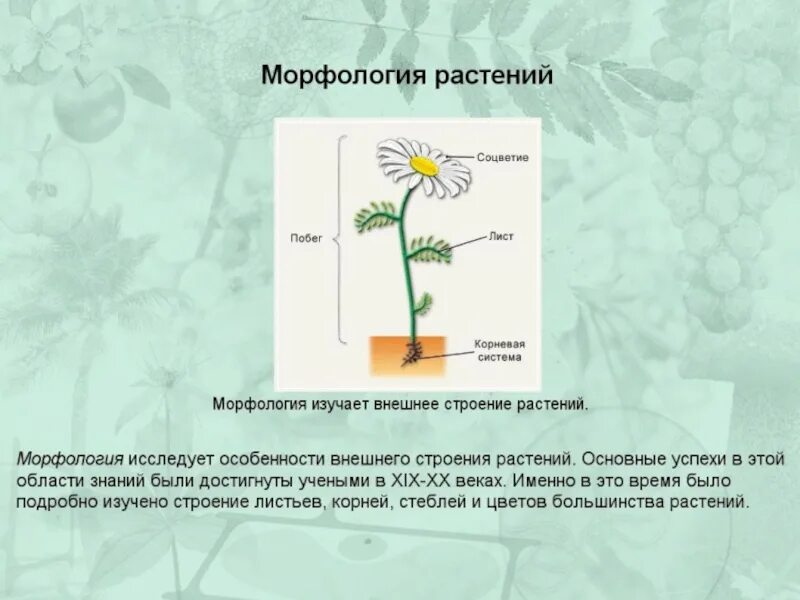 Морфология растений схема. Морфология и анатомия цветка. Морфология растений таблица. Морфологический анализ растения.