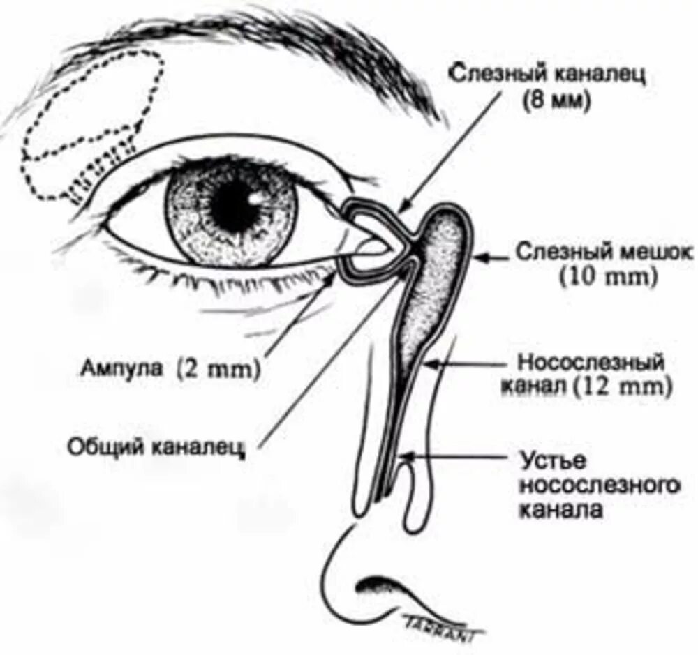Как прочистить слезные каналы. Слезный мешок и носослезный канал. Анатомия глаза слезный мешок. Строение слезного канала человека схема. Строение глаза слезный мешок.