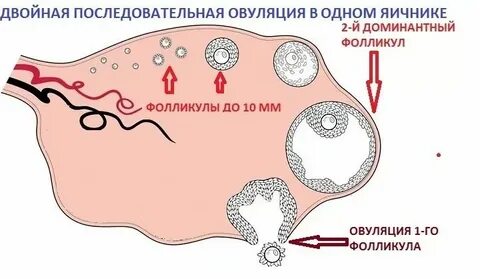 Сколько яйцеклеток в организме женщины