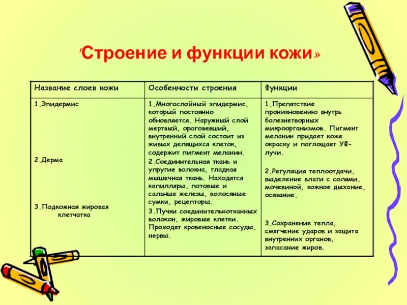 Функции кожи таблица 8 класс биология. Слои кожи строение и функции таблица. Строение кожи слой строение функции таблица. Слой кожи особенности строения функции таблица по биологии 8. Таблица слой кожи особенности строения функции.