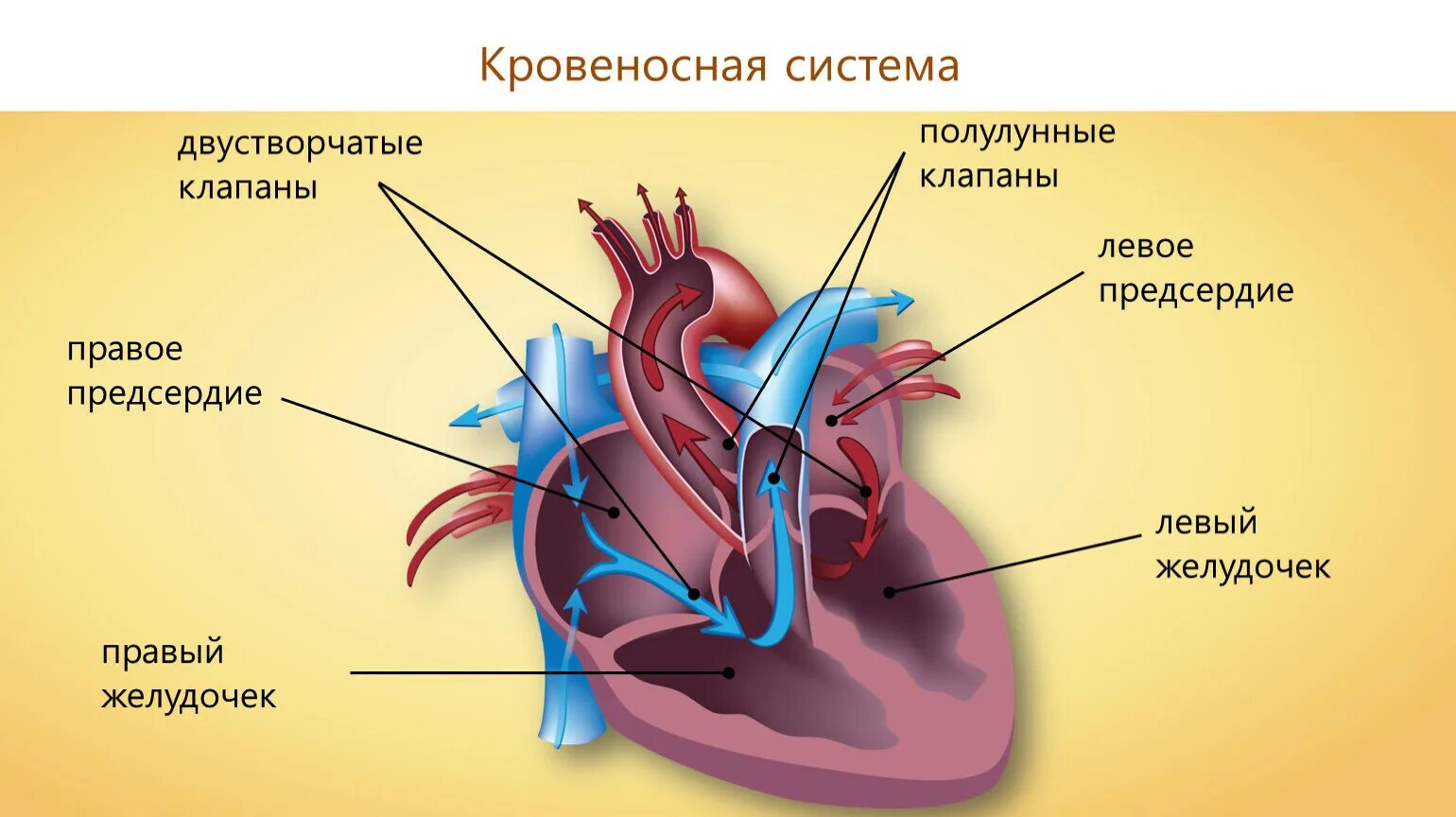 Между правыми предсердием и желудочком находится клапан. Строение сердца аорта. Строение сердца легочный ствол аорта. Легочный ствол сердца анатомия строение. Легочной ствол анатомия схема.