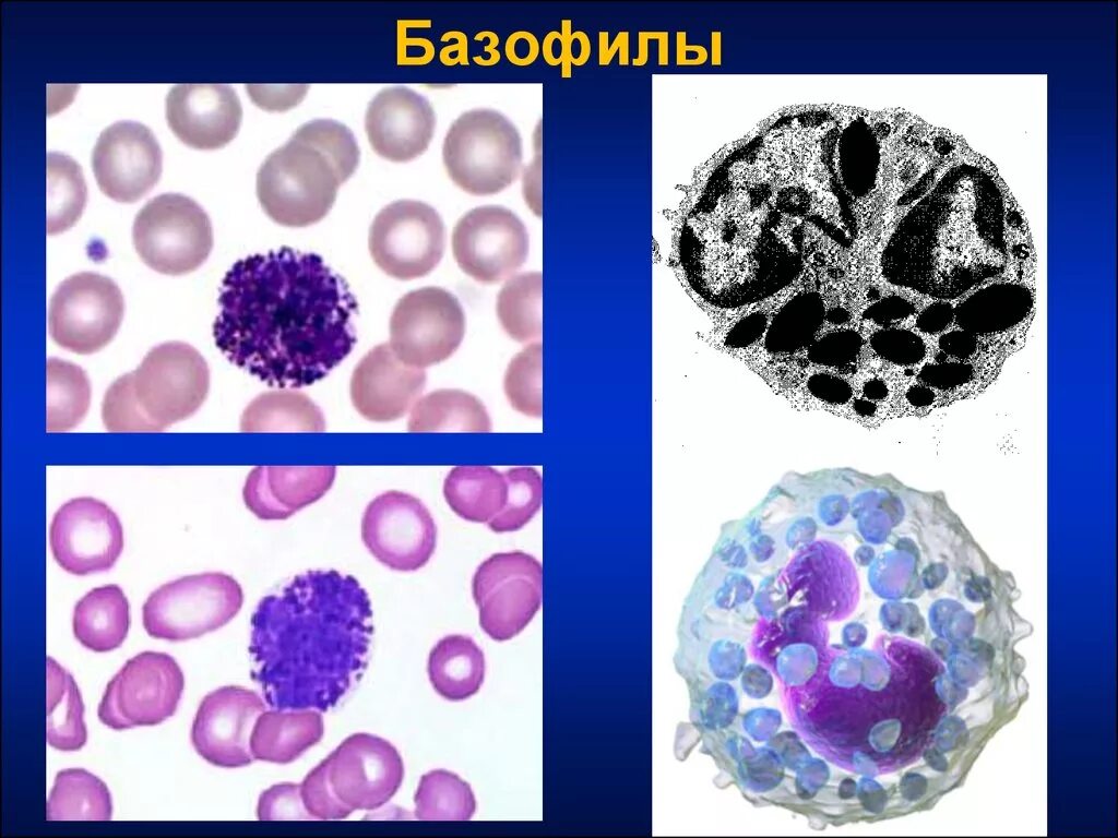 Базофилия клетки