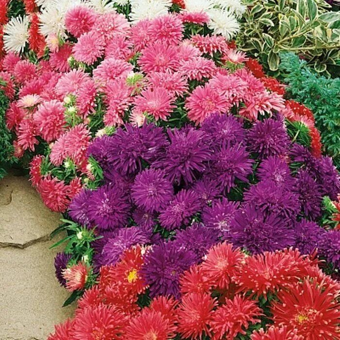 Цветы однолетние арктотис. Георгины dahlia mix. Остеоспермум и газания. Однолетние низкие. Георгины dahlia.