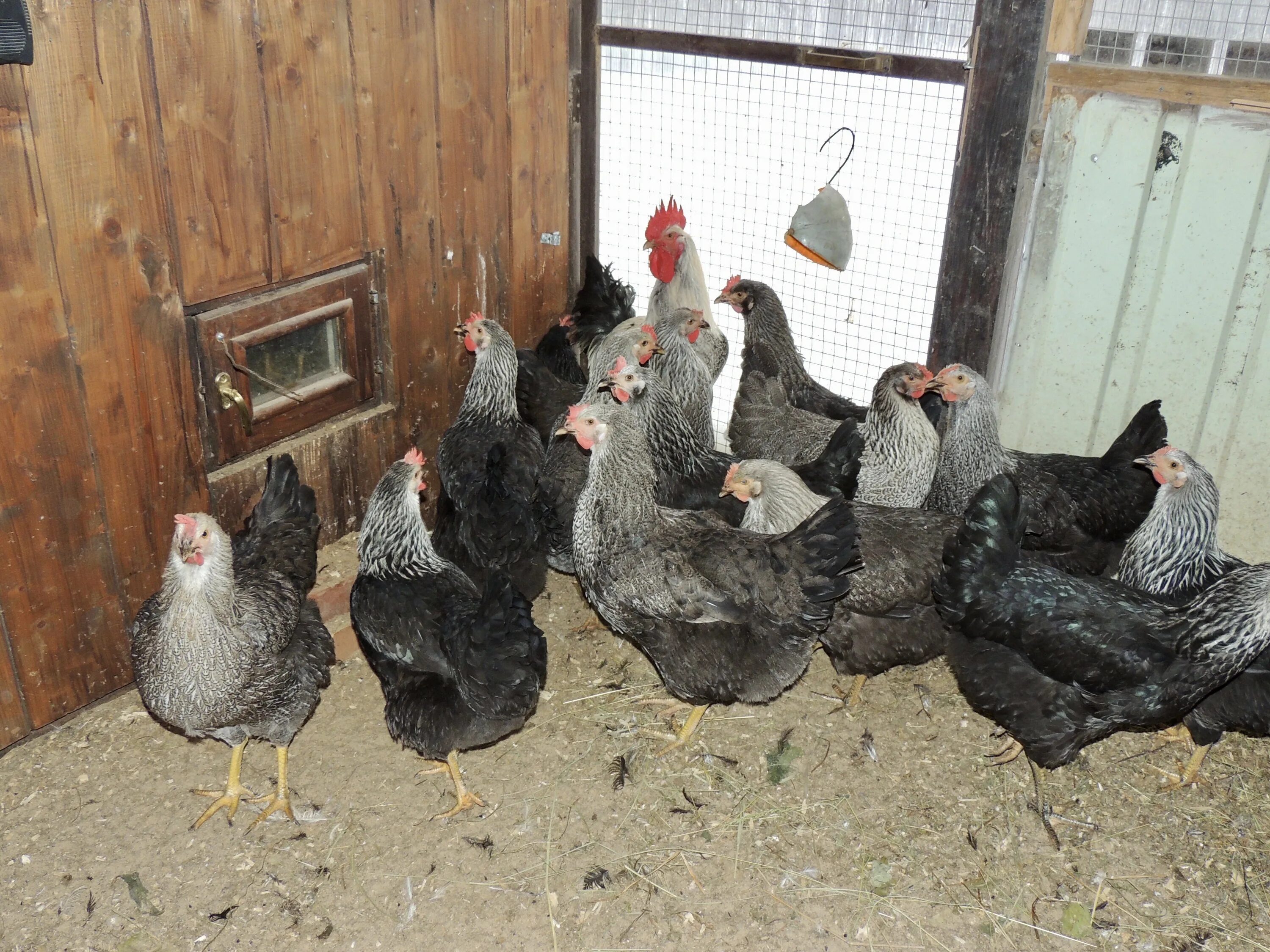 Куры несушки доминант д107. Куры несушки чешский доминант. Куры несушки чешский доминант. Доминант хайсекс. Куры породы чешский доминант отзывы.