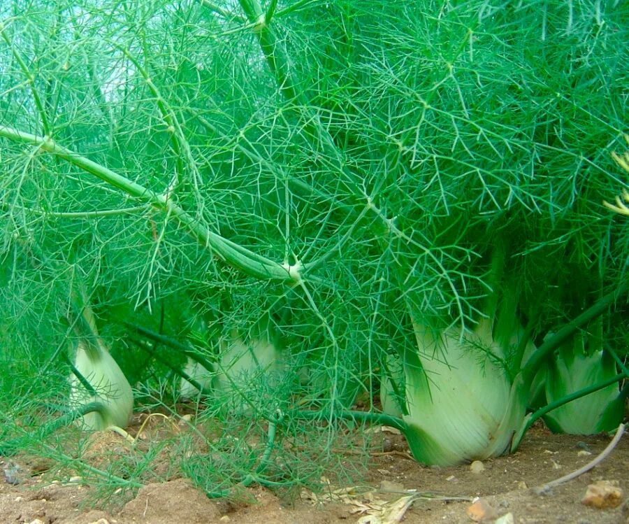 Фенхель обыкновенный giant bronze. Foeniculum vulgare. Foeniculum vulgare. Фенхель корнеплод. Фенхель растение.
