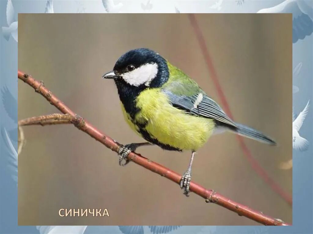 Как правильно синицы. Как правильно синицы