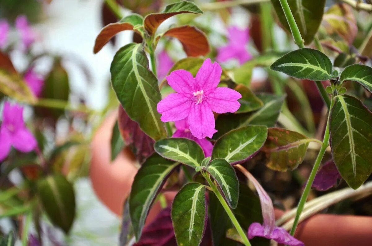 Ruellia portellae Коллекционные растения