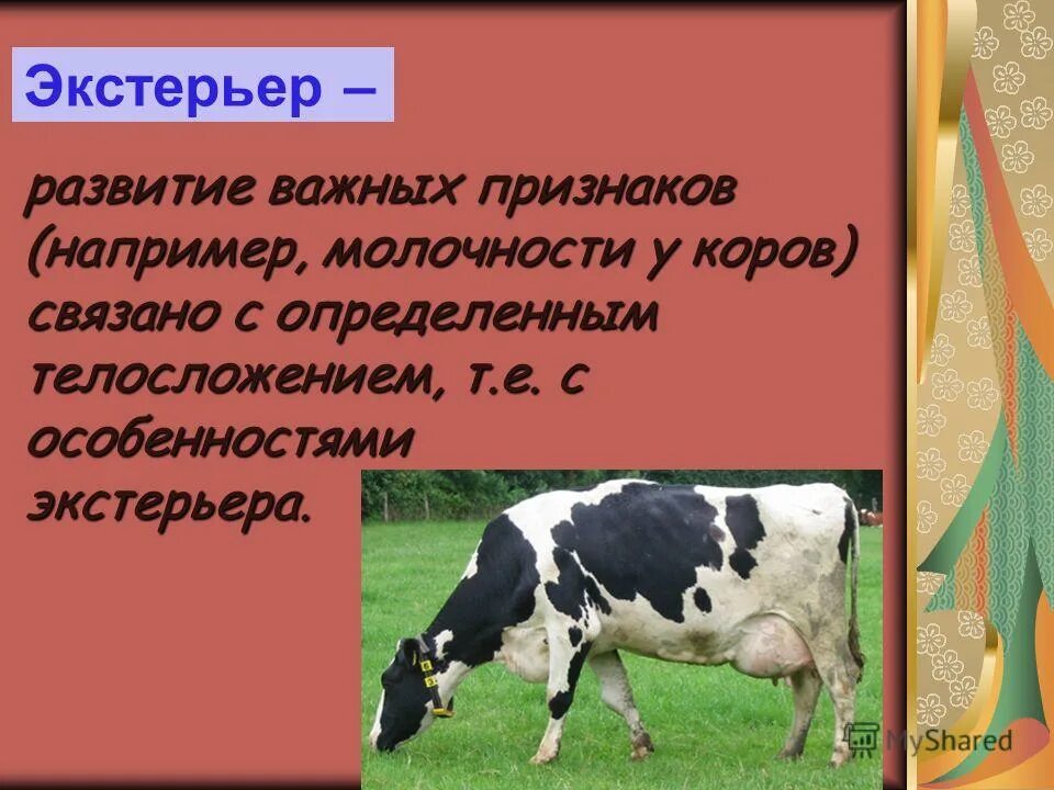 селекция коров. методы оценки экстерьера животных. экстерьер сельскохозяйственных животных. экстерьер в биологии животных. насколько эти признаки важны в селекции животных.