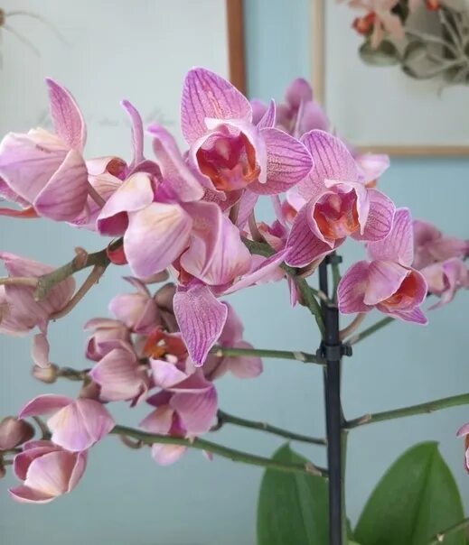 Орхидея санта роза фото описание Pin op Certi Bloemen & Planten Webshop