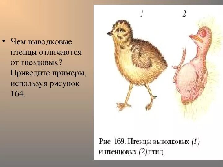 Птенцы выводковые и гнездовые. Выводковые и гнездовые птицы. Птенцы выводковые и птенцовые. Птенец гнездовой и выводковой птицы.